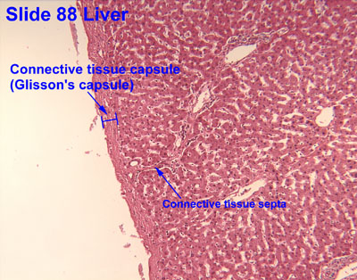Liver Gall bladder Pancreas